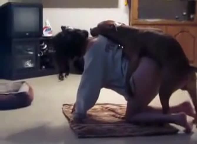 Video :Sexy big ass chick got banged in dog porn tube